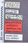Etiketten zu Ampedus anatolicus (Platia & Gudenzi, 2002) (NHMW-ZOO-COL-0008424)